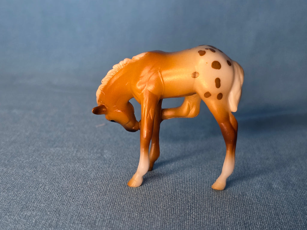 Mystery Appaloosa Scratching Foal